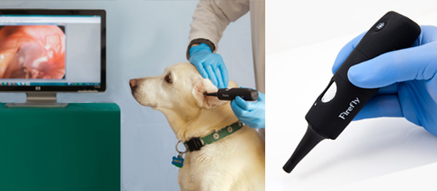 dog-slidr-2